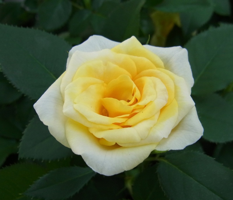 �����ա��ե������С�