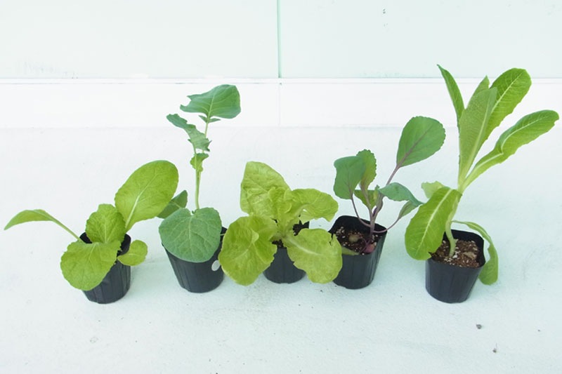 野菜苗出品します！ 専用出品 野菜園芸大百科11巻(再出品) 専用