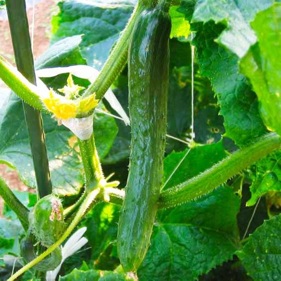 ��ͽ��ۡ��ʼ����ʤ��۰���Ū�ʥ��奦�� �Ǻ������� 9cm�ݥå� ����� ���� �� ���� �ڿ͵���