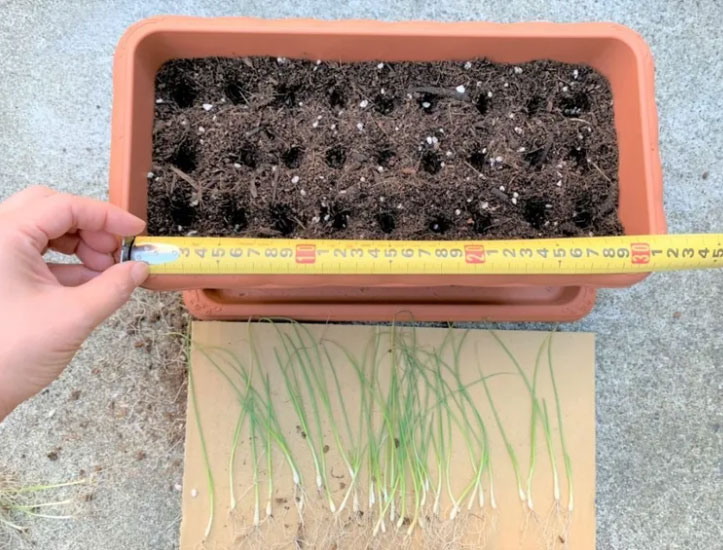 �ڤƤ��ޤ��ġۡ����ޤͤ��ġ��ڥ��������ߥ˥��ޥͥ���4������ѥå���������