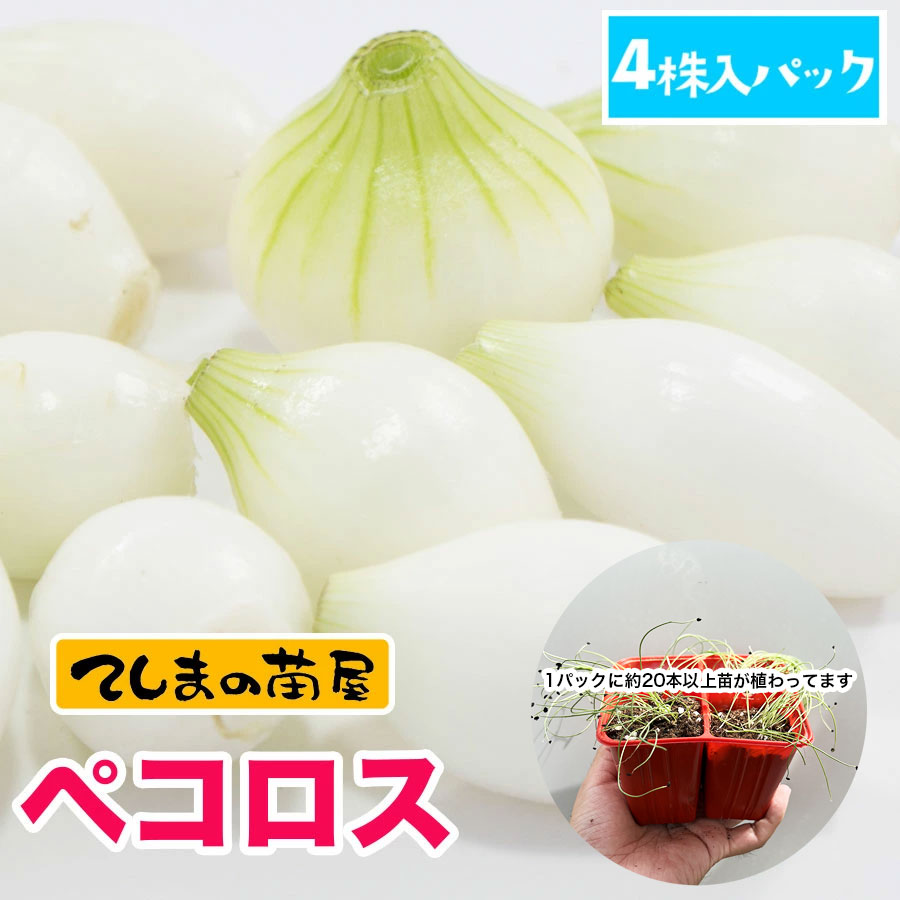 �ڤƤ��ޤ��ġۡ����ޤͤ��ġ��ڥ��������ߥ˥��ޥͥ���4������ѥå���������