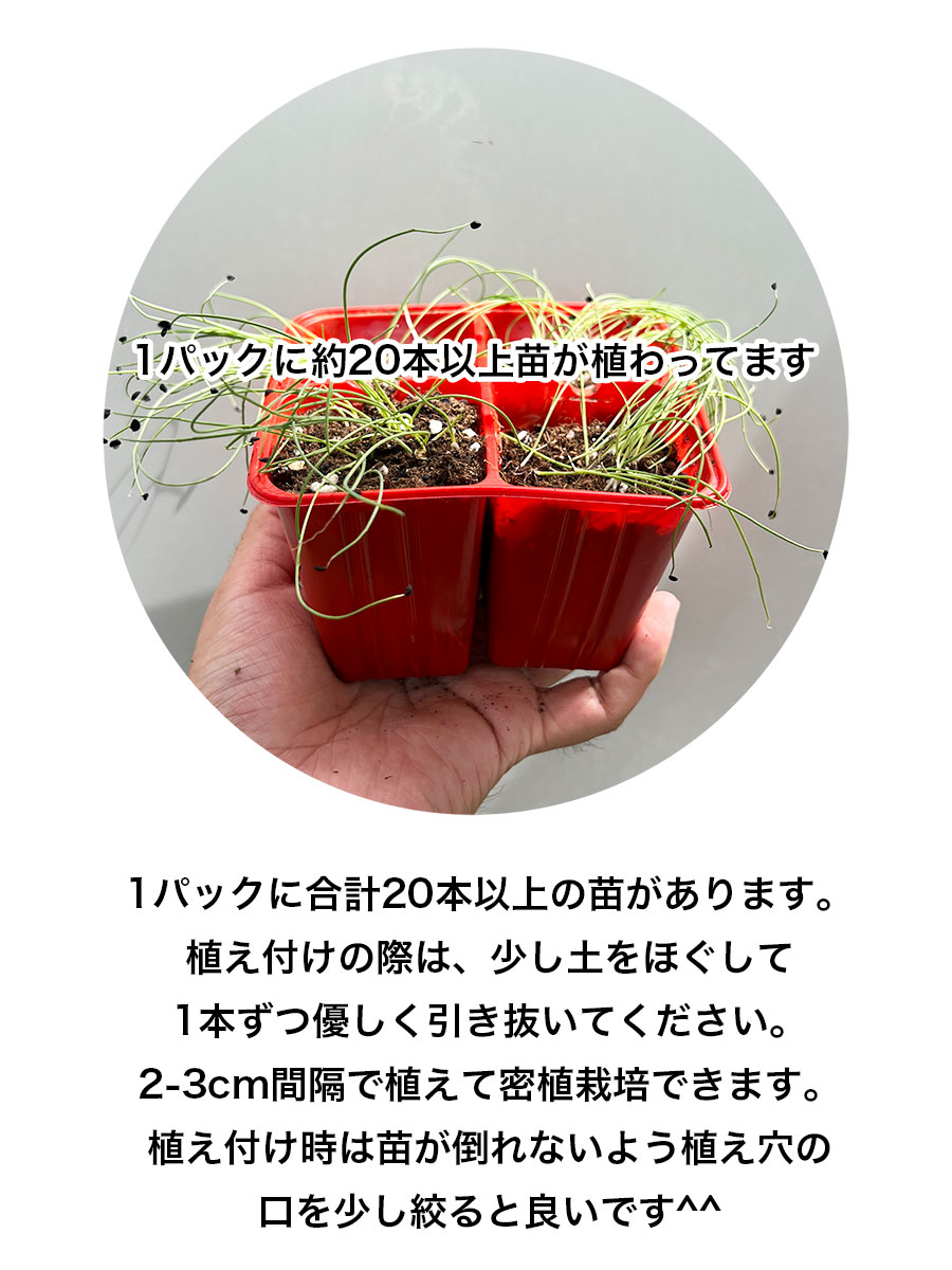 �ڤƤ��ޤ��ġۡ����ޤͤ��ġ��ڥ��������ߥ˥��ޥͥ���4������ѥå���������