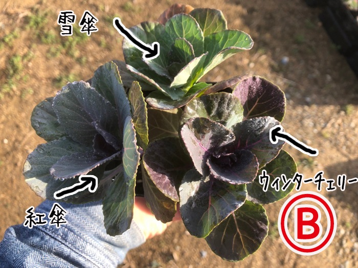 �ڤƤ��ޤ��ġۥϥܥ����ġ��ղ�ð �������������åȡ�9cm�ݥå� �ڿ͵���