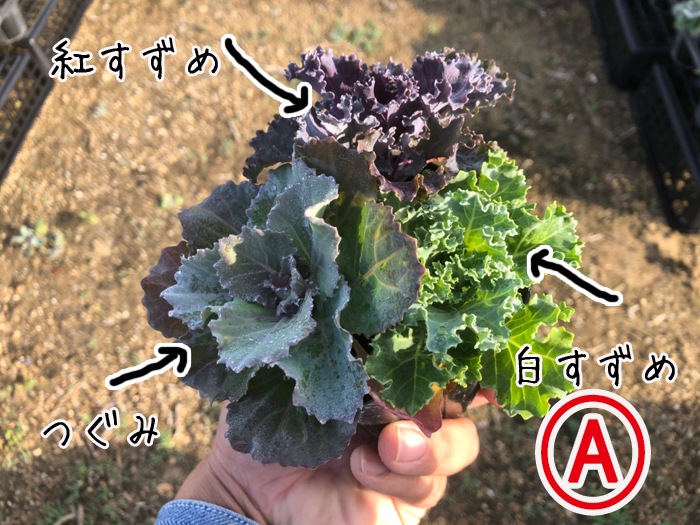 �ڤƤ��ޤ��ġۥϥܥ����ġ��ղ�ð �������������åȡ�9cm�ݥå� �ڿ͵���