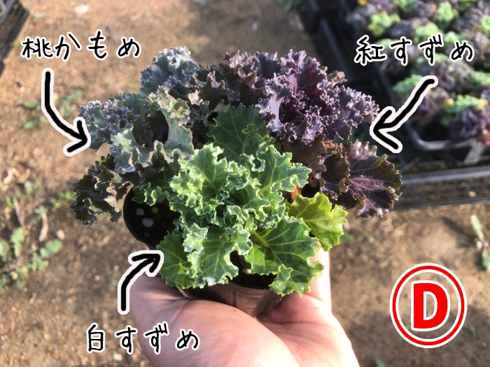 �ڤƤ��ޤ��ġۥϥܥ����ġ��ղ�ð �������������åȡ�9cm�ݥå� �ڿ͵���