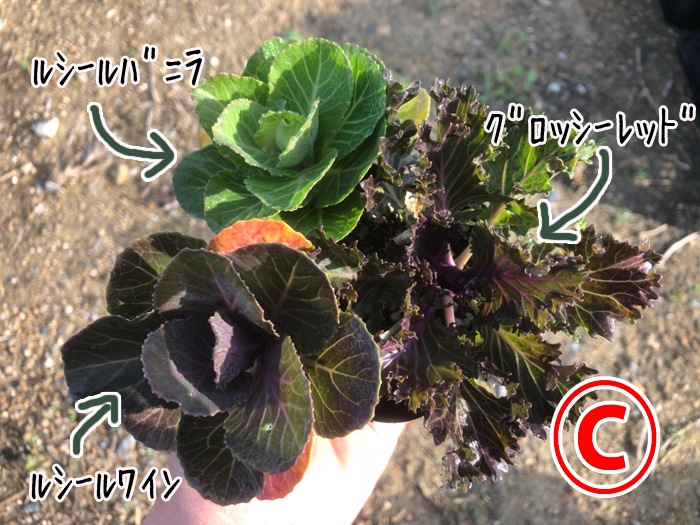 �ڤƤ��ޤ��ġۥϥܥ����ġ��ղ�ð �������������åȡ�9cm�ݥå� �ڿ͵���