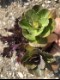 �ڤƤ��ޤ��ġۥϥܥ����� �ղ�ð�����ޤ��������������åȡ�10.5cm�ݥå� �ڿ͵���