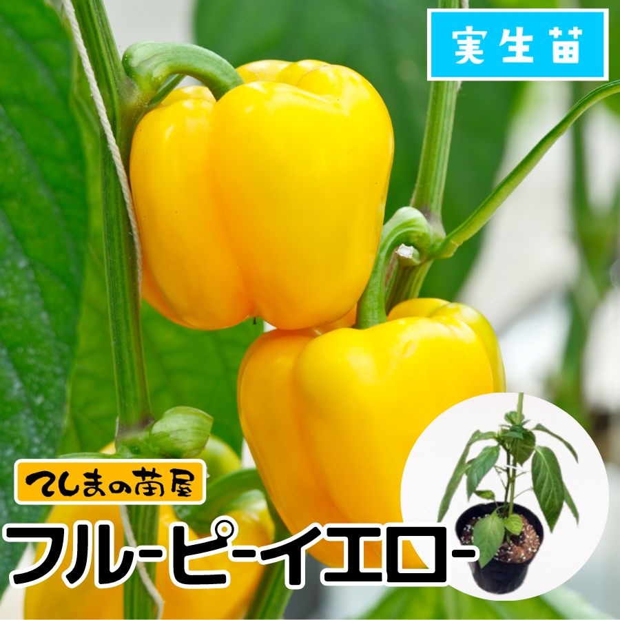 ڤƤޤġ ѥץꥫĥե롼ԡ  9cmݥå ڿ͵