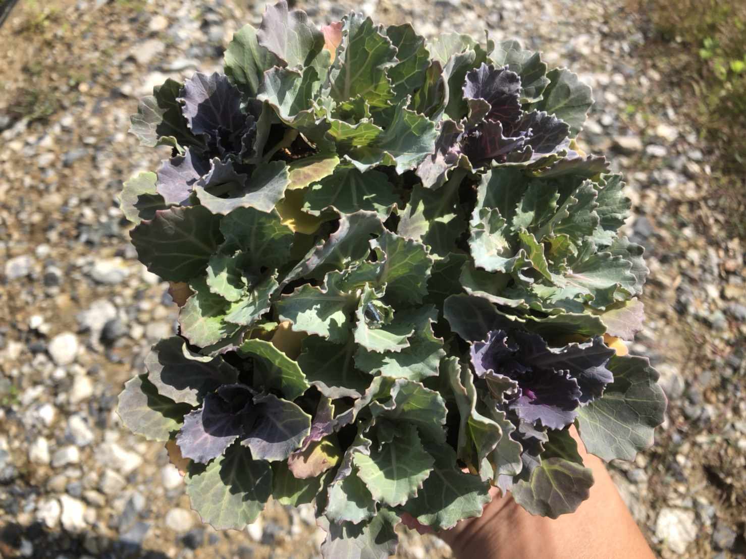 ڤƤޤġۥϥܥ ղðåȡ12cmݥå ڿ͵