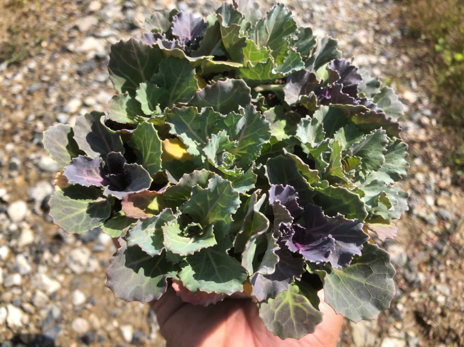 ڤƤޤġۥϥܥ ղðåȡ12cmݥå ڿ͵