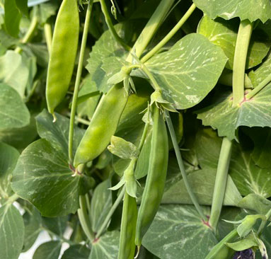 �ڤƤ��ޤ��ġۥ���ɥ��� �������ʥ��� 4������ѥå���������