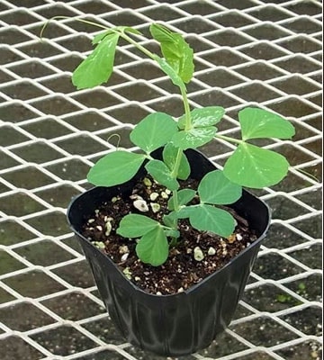 �ڤƤ��ޤ��ġۥ���ɥ��� �������ʥ��� 4������ѥå���������