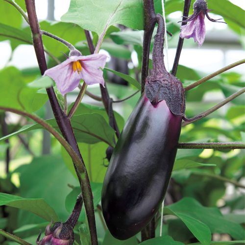 �ڤƤ��ޤ��ġۡ�Ĺ�ʥ��ġ�PC��ε��9cm�ݥåȡ��ʥ����Ǻ�������