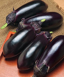 �ڤƤ��ޤ��ġۡ�Ĺ�ʥ��ġ�PC��ε��9cm�ݥåȡ��ʥ����Ǻ�������