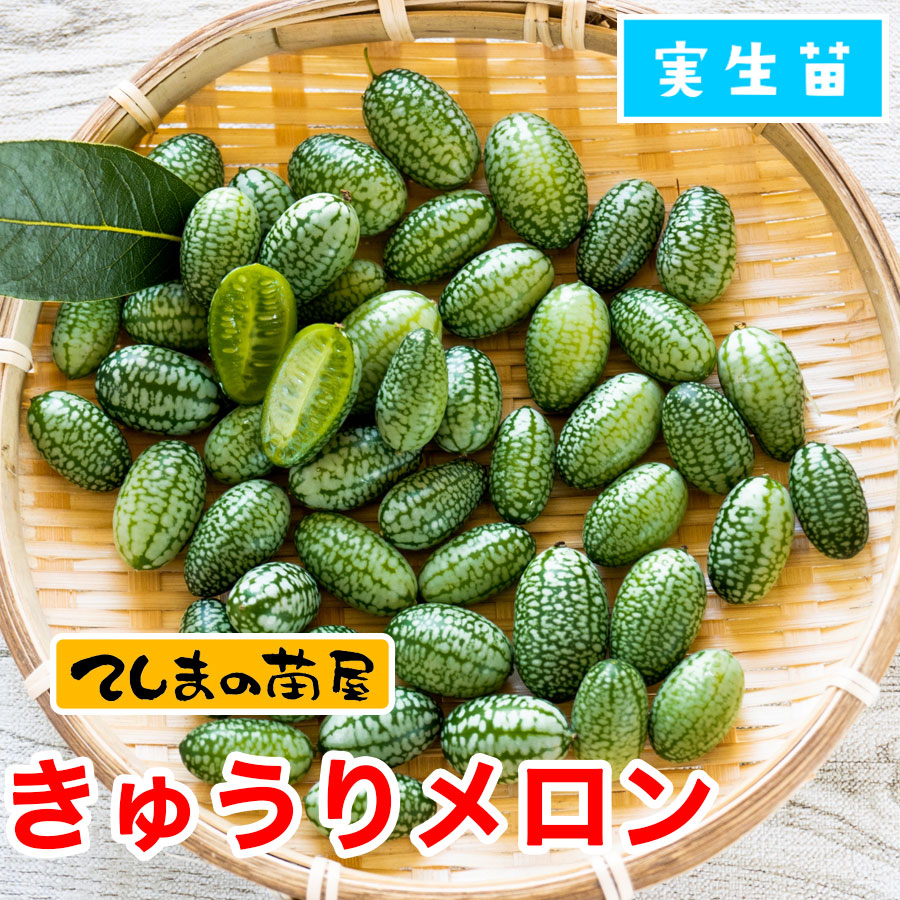 �ڤƤ��ޤ��ġۡ����夦������9cm�ݥåȡ����꡼�󥫡��ƥ󡡼�����