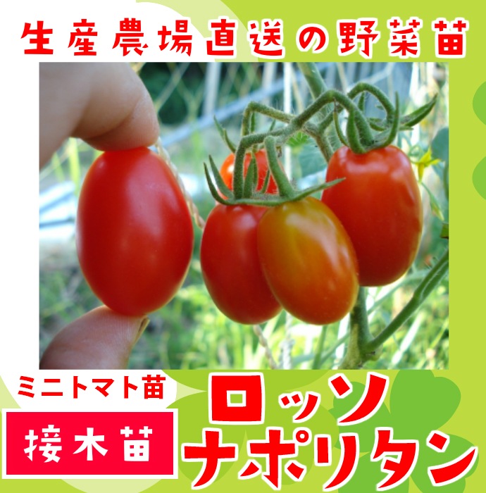 �ڤƤ��ޤ��ġ� �ߥ˥ȥޥ��� ���å��ʥݥ꥿�� �Ǻ������� 9cm�ݥå� ����� ���� �� ���� �ڿ͵��� ����� �ץ��ȥޥ� �ڿ͵���