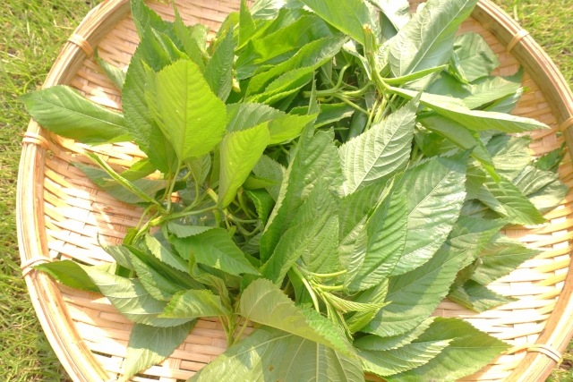 �ڤƤ��ޤ��ġۡ�����إ��䡡9cm�ݥåȡ�������