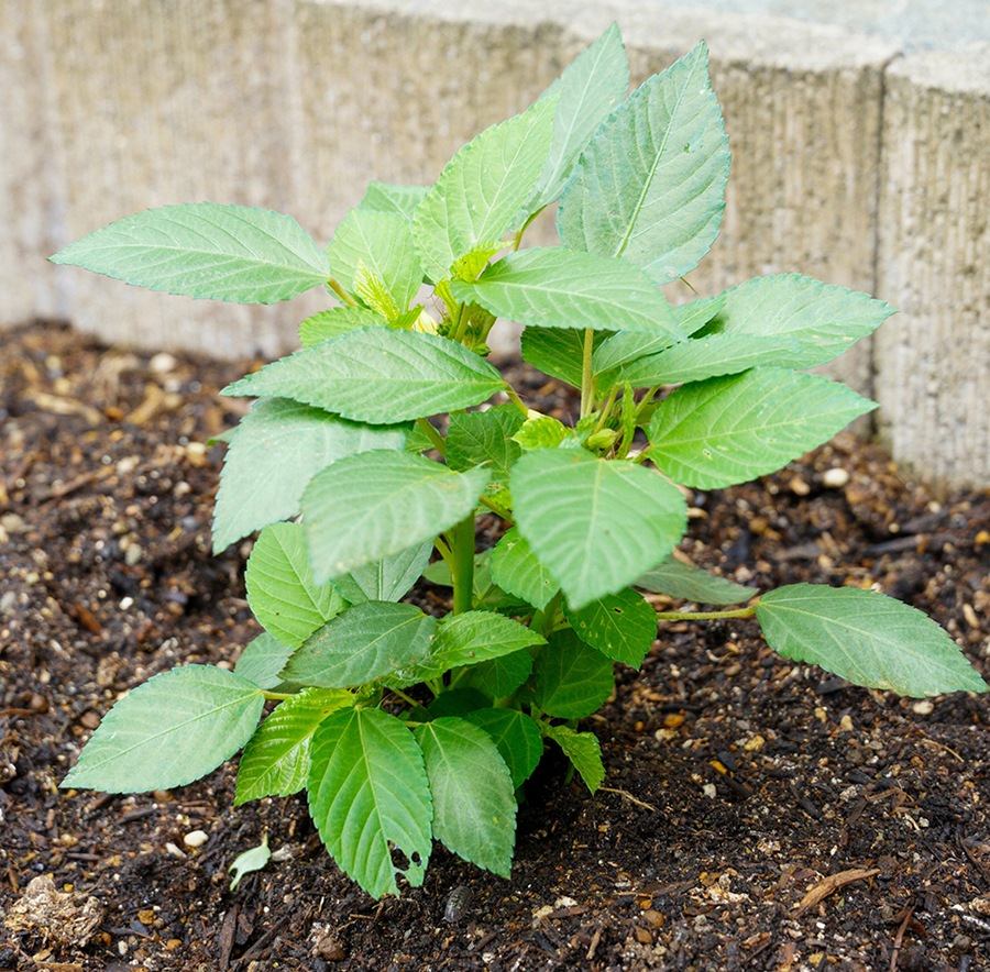 �ڤƤ��ޤ��ġۡ�����إ��䡡9cm�ݥåȡ�������