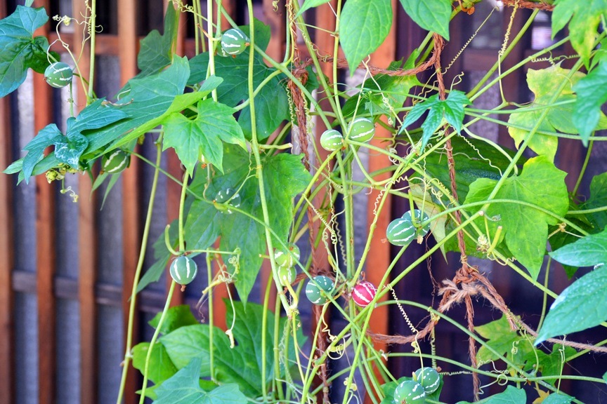 ڤƤޤġۥ꡼󥫡ƥѡʥ凉ᥦꡡ9ݥåȡ