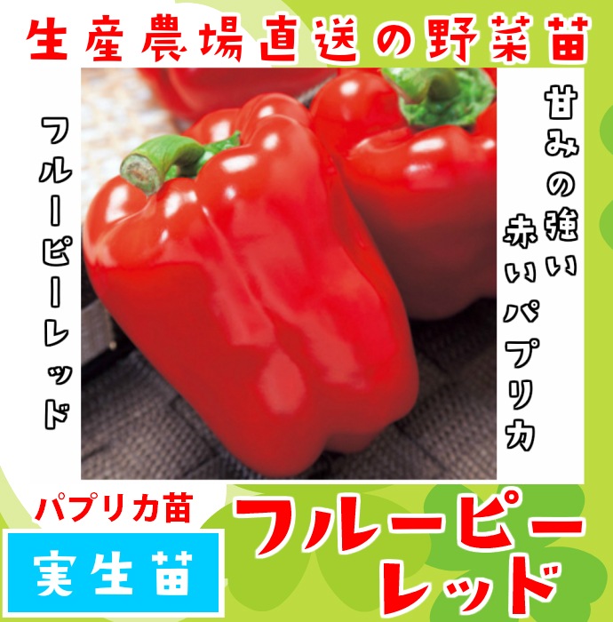 �ڤƤ��ޤ��ġ� �ѥץꥫ�ĥե롼�ԡ���å� ������ 9cm�ݥå� �ڿ͵���