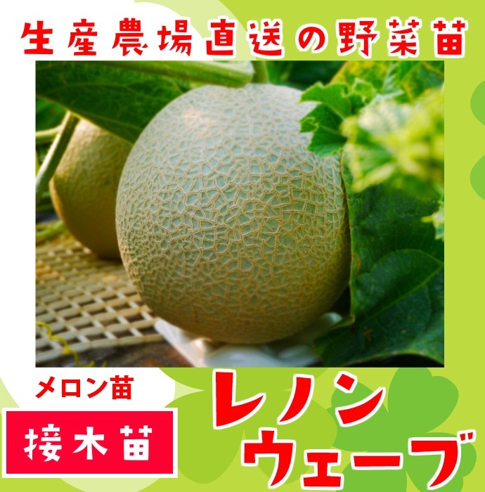 �ڤƤ��ޤ��ġ� ������� ��Υ󥦥����� �Ǻ������� 9cm�ݥå� ����� ���� �� ���� �ڿ͵��� ����� �ڿ͵���