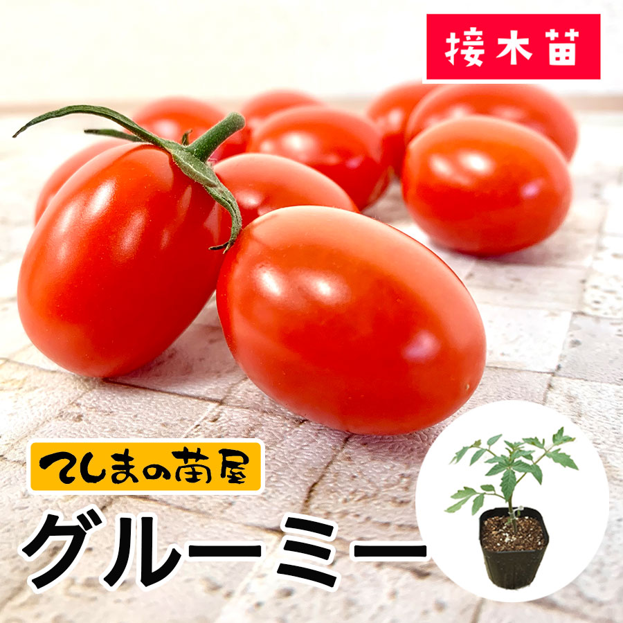 �ڤƤ��ޤ��ġۥߥ˥ȥޥ��ġ����롼�ߡ���9����ݥåȡ��Ǻ�������