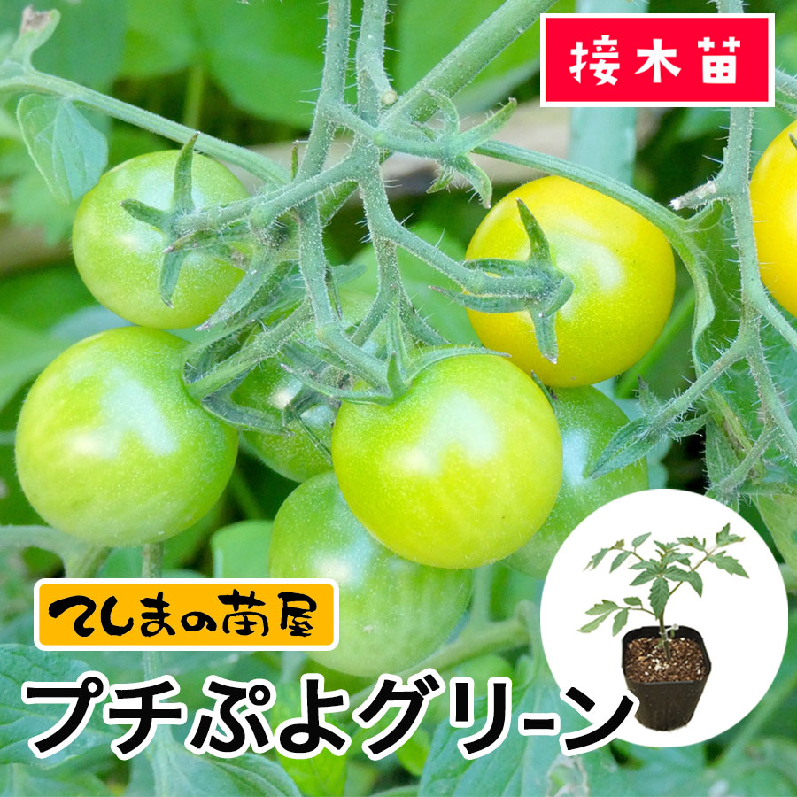 ڤƤޤġۥߥ˥ȥޥġCFץפ襰꡼9Ǻ