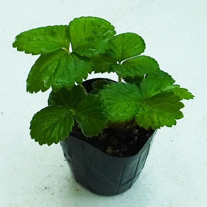 �ڤƤ��ޤ��ġ� �����ۤΤ� 6-9cm�ݥå� �������ġ��պ��ġ�