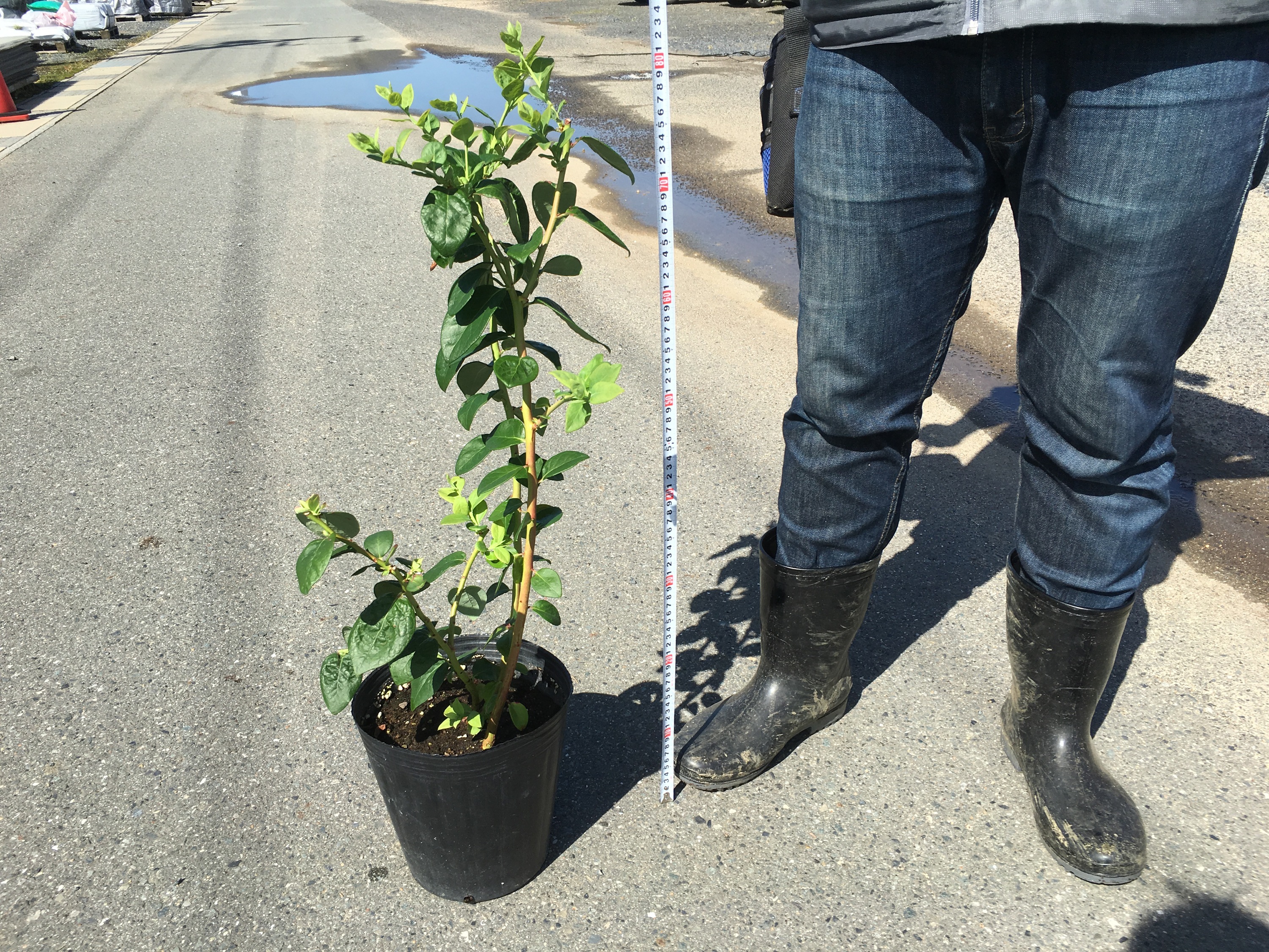 3ǯ���� �֥롼�٥꡼�� ���㡼�ץ֥롼