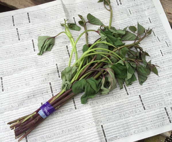 てしまの苗 さつまいも苗 イモヅル サツマイモ 安納蜜芋 1束10本入り てしまの野菜苗 根菜類の苗 サツマイモ てしまの苗屋 本店 てしまの苗 さつまいも苗 イモヅル サツマイモ 安納蜜芋 1束10本入り てしまの野菜苗 根菜類の苗 サツマイモ てしまの苗屋 本店
