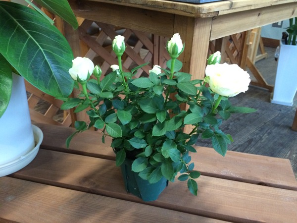 ����ե��˥ƥ����ۥ磻��