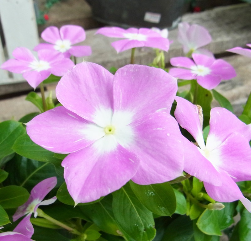 �˥��˥��𡡥ԥ󥯡���