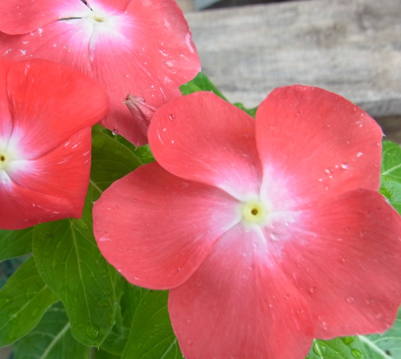 �˥��˥��𡡥�����