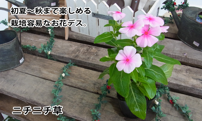 �˥��˥��𡡥ԥ�