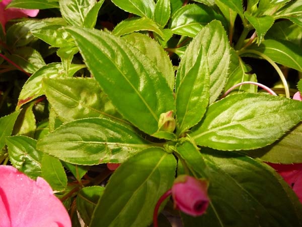 �˥塼���˥�����ѥ����󥹡��ԥ�