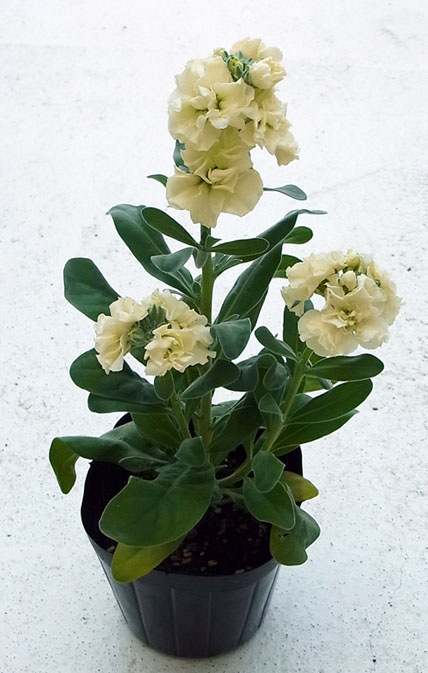ストック てしまの花苗 てしまの苗屋 本店 ストック てしまの花苗 てしまの苗屋 本店