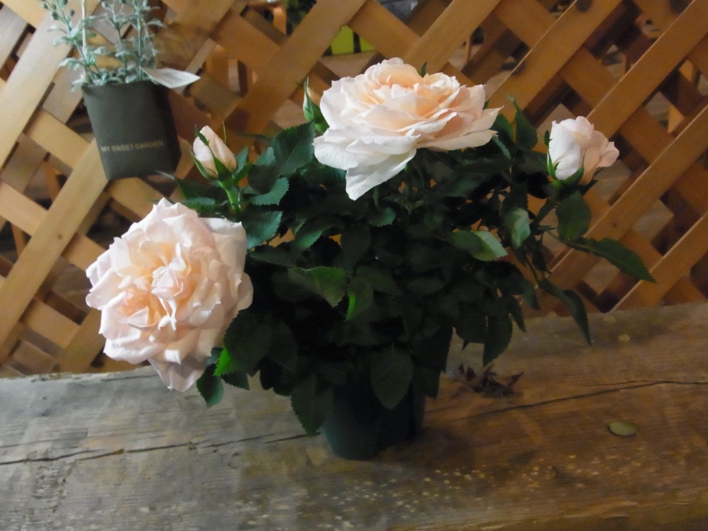 �ե����󡦥ե������С�