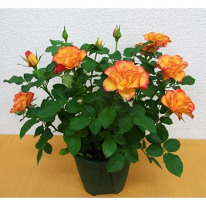 �����ȥ�롦�ե������С�