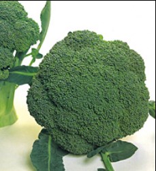 �֥��å��꡼�μ�ϥ��ģӣ�