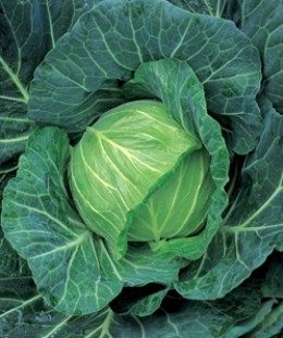 ����٥ĤμYR�ն� 1.4ml