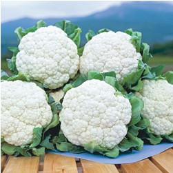 ����ե��μ���Ρ����饦��