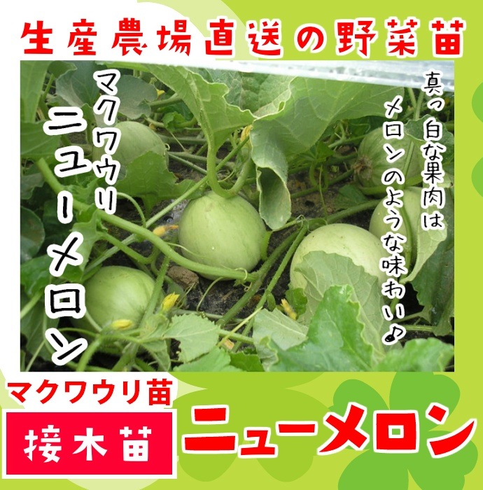 ڤƤޤġ ޥ復 ˥塼 Ǻ 9cmݥå     ڿ͵