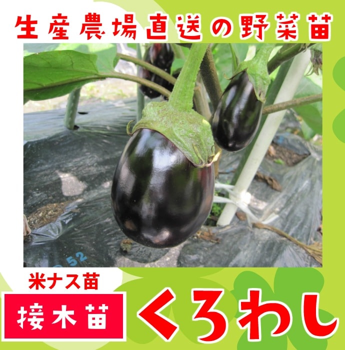 �ڤƤ��ޤ��ġ� �ƥʥ��� �����路 �Ǻ������� 9cm�ݥå� ����� ���� �� ���� �ڿ͵��� ����� �ڿ͵���