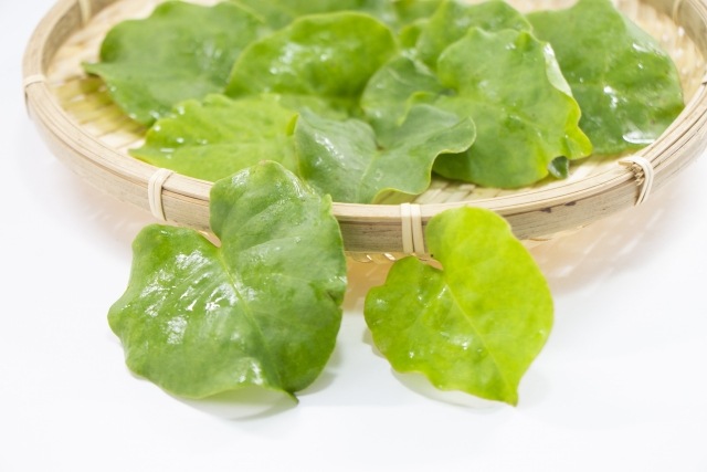 �ڤƤ��ޤ��ġۡ������參�ᡡ9cm�ݥåȡ������ġ����꡼�󥫡��ƥ�