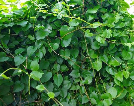 �ڤƤ��ޤ��ġۡ������參�ᡡ9cm�ݥåȡ������ġ����꡼�󥫡��ƥ�