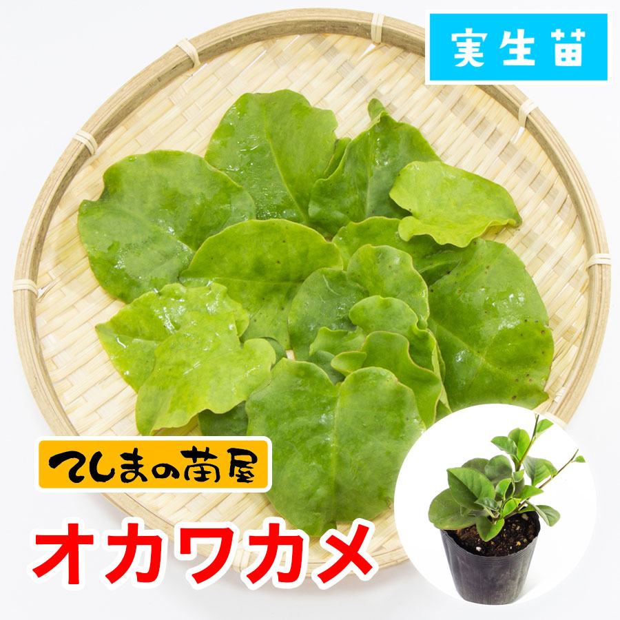 �ڤƤ��ޤ��ġۡ������參�ᡡ9cm�ݥåȡ������ġ����꡼�󥫡��ƥ�