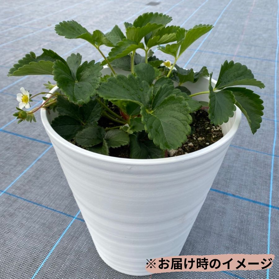 �ڤƤ��ޤ��ġ�  ���դ�����������ġ�����ȭ�դ�(��ȹ�������ޤ��������Բġˡ������٤����۹Ȥۤäڡ���ɱ������C�٥꡼������̵���ۢ��̳�ƻ������������ץ饹600�ߡ���¾�ĤȤ�Ʊ���Բġ���������������