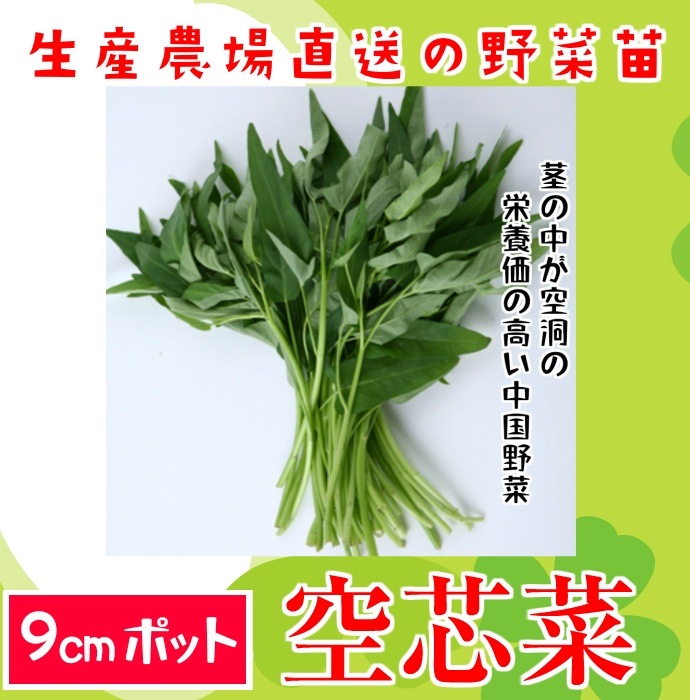 �ڤƤ��ޤ��ġ۶��ĺڡ��������󥵥������󥵥��������ġ�9cm�ݥå� �ڿ͵���