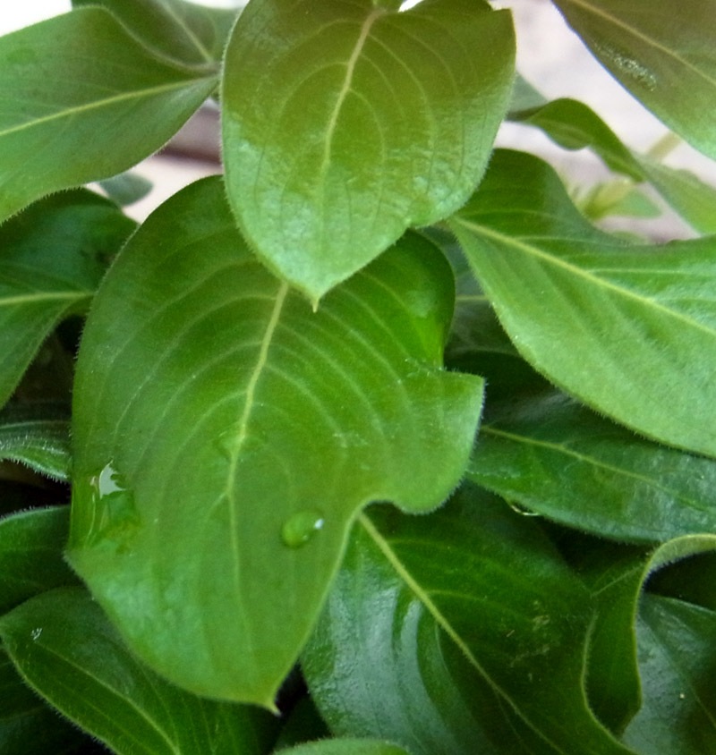 �˥��˥��𡡥ԥ�