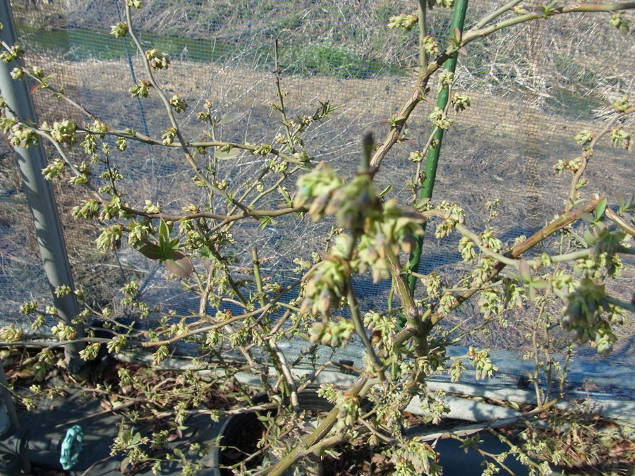 5ǯ���� �֥롼�٥꡼�� ���㡼�ץ֥롼